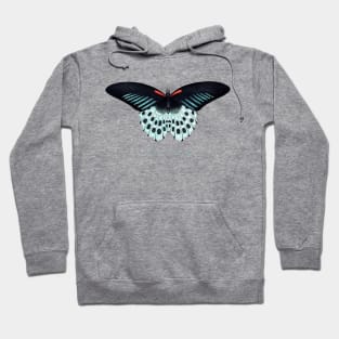 Butterfly - Blue Mormon Butterfly, Polymnestor Butterfly, Papilio Polymnestor Hoodie